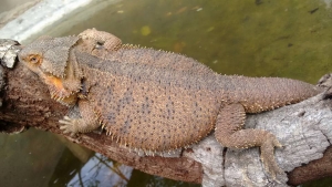 Lagarto